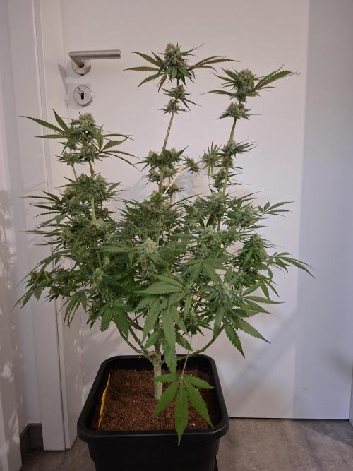 Think Fast - Dutch Passion - first try. Week 11