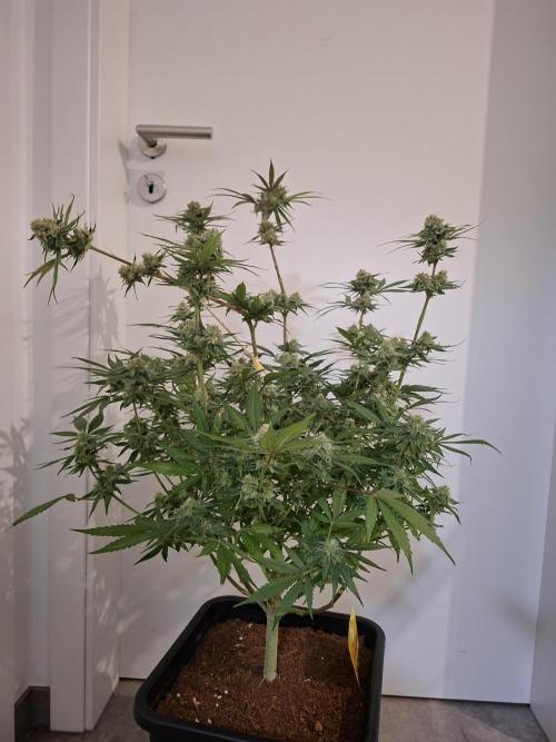 Think Fast - Dutch Passion - first try. Week 11