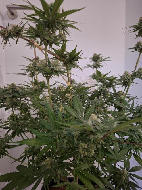 Think Fast - Dutch Passion - first try. Week 11