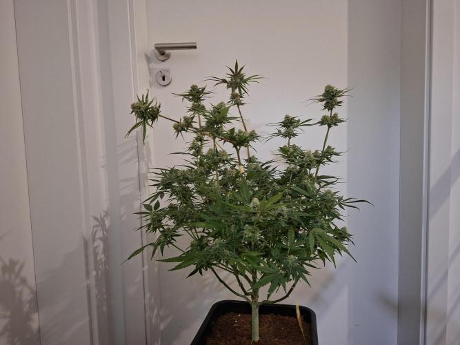 Think Fast - Dutch Passion - first try. Week 11