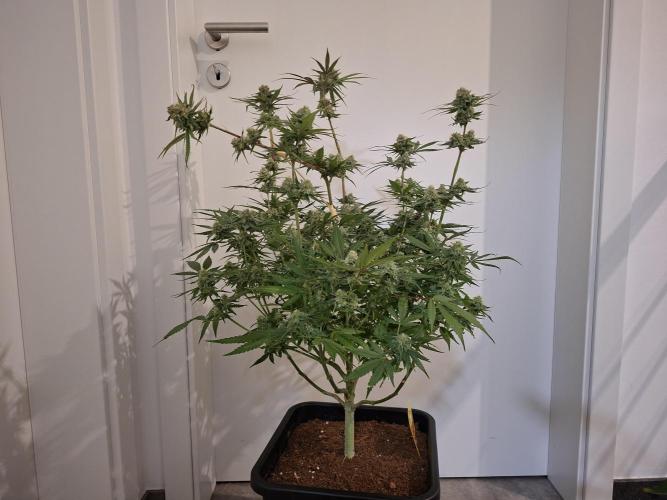 Think Fast - Dutch Passion - first try. Week 11