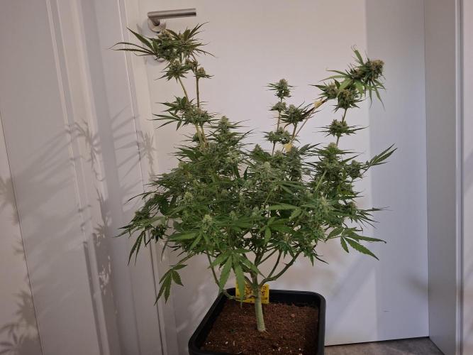 Think Fast - Dutch Passion - first try. Week 11