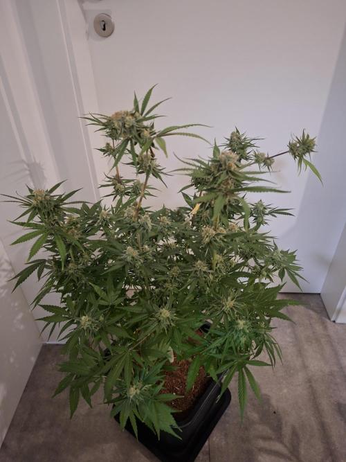 Think Fast - Dutch Passion - first try. Week 11