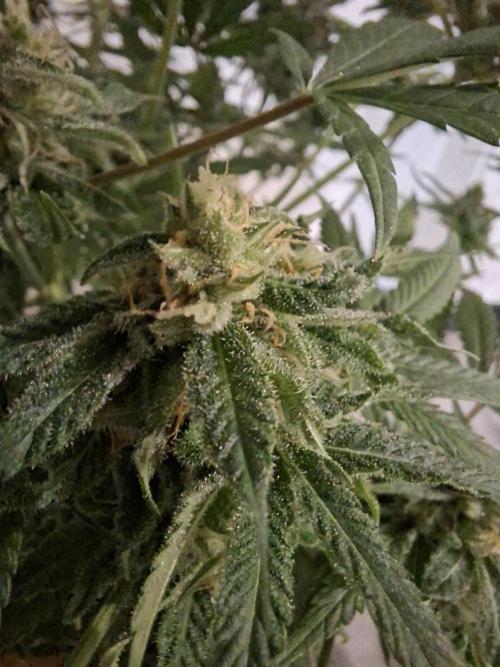 Think Fast - Dutch Passion - first try. Week 11