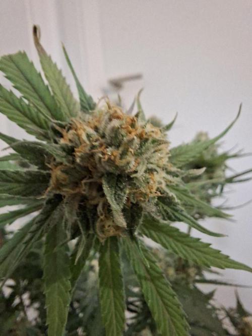 Think Fast - Dutch Passion - first try. Week 11