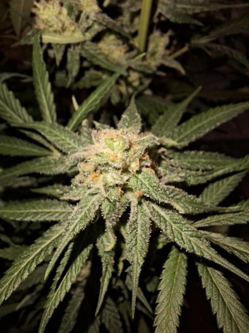 Think Fast - Dutch Passion - first try. Week 11