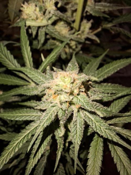 Think Fast - Dutch Passion - first try. Week 11