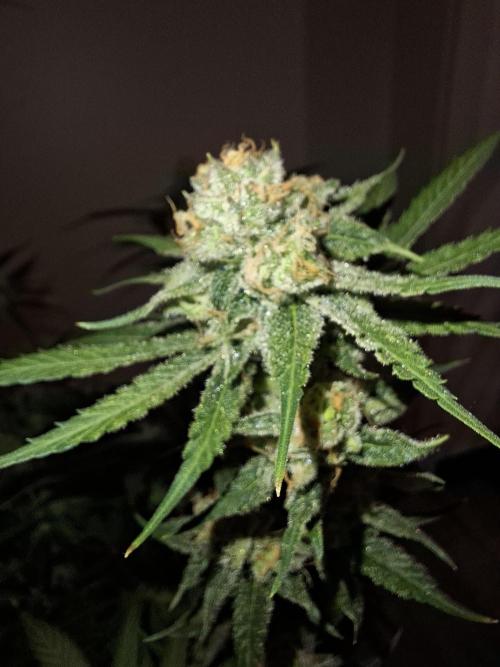 Think Fast - Dutch Passion - first try. Week 11