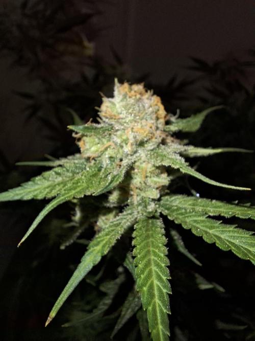 Think Fast - Dutch Passion - first try. Week 11