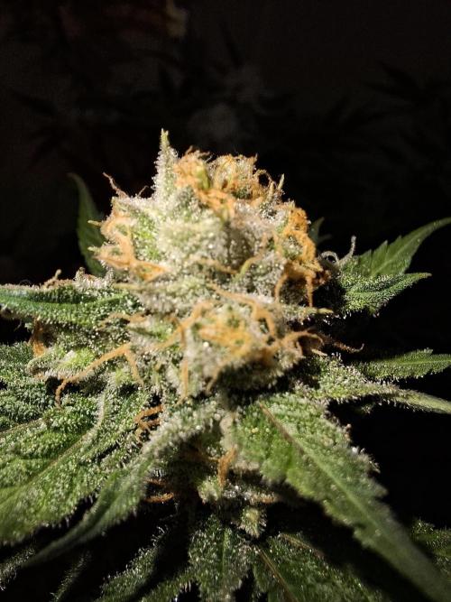 Think Fast - Dutch Passion - first try. Week 11