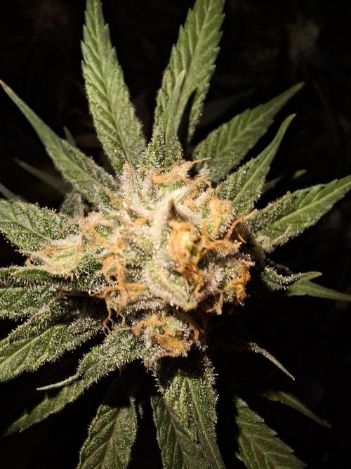 Think Fast - Dutch Passion - first try. Week 11