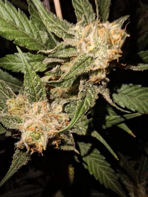 Think Fast - Dutch Passion - first try. Week 11