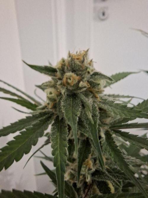 Think Fast - Dutch Passion - first try. Week 11