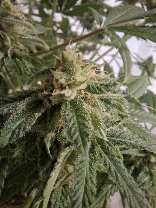 Think Fast - Dutch Passion - first try. Week 11