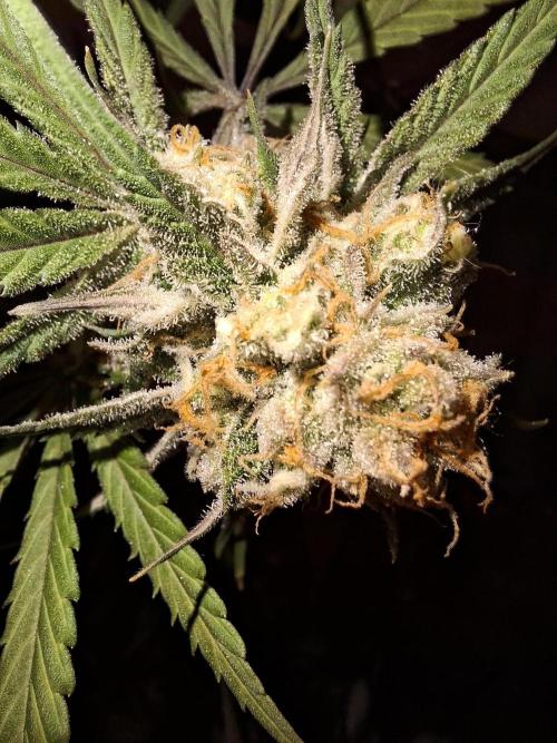 Think Fast - Dutch Passion - first try. Week 11