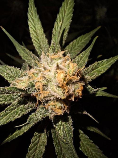 Think Fast - Dutch Passion - first try. Week 11