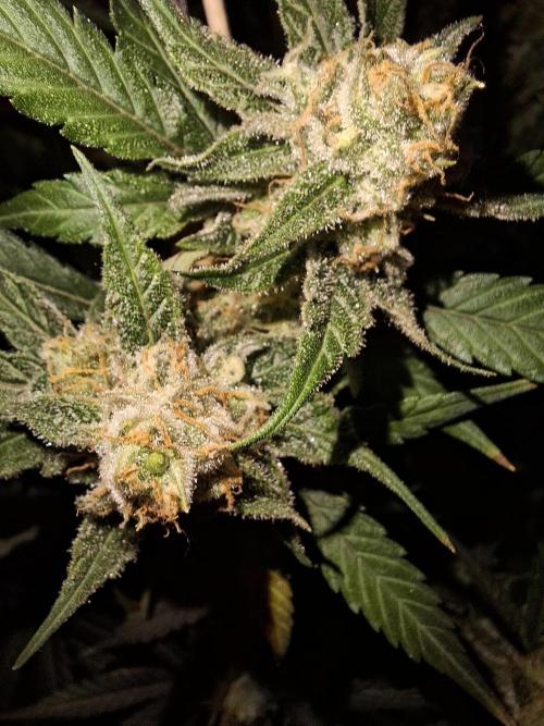 Think Fast - Dutch Passion - first try. Week 11