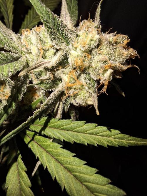 Think Fast - Dutch Passion - first try. Week 11