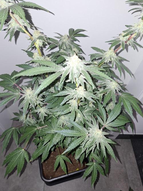 Bruce Banner (Dark Horse). Week 11