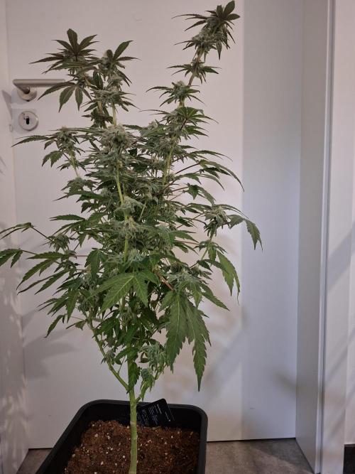 Bruce Banner (Dark Horse). Week 11