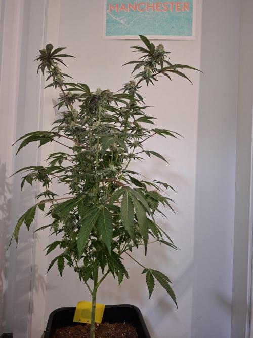 Bruce Banner (Dark Horse). Week 11