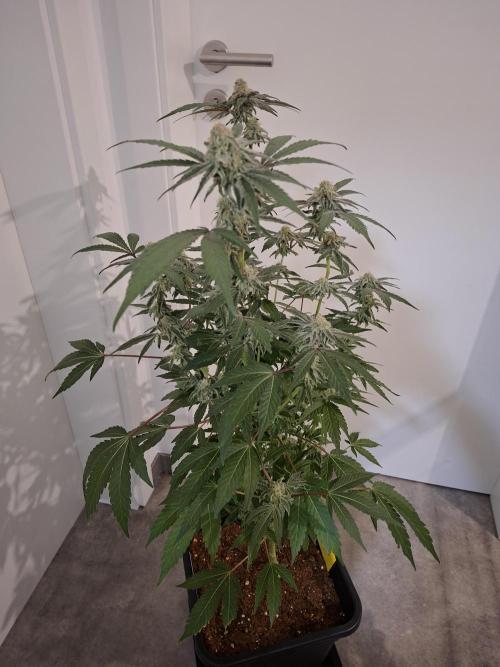 Bruce Banner (Dark Horse). Week 11