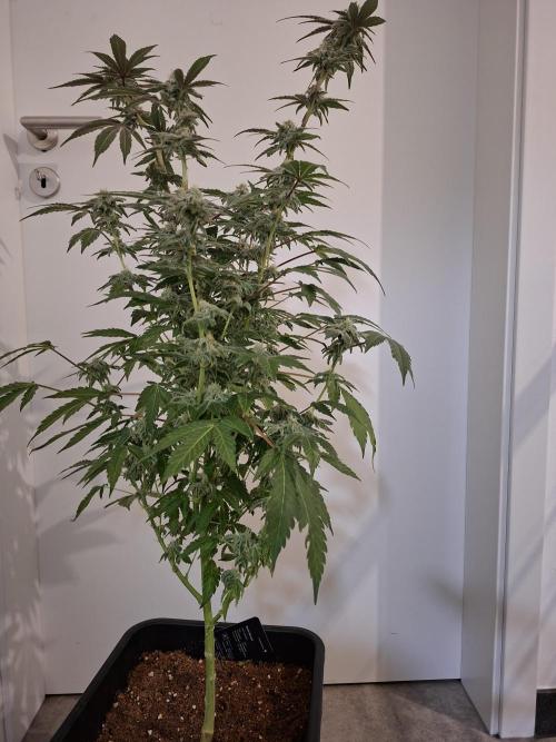Bruce Banner (Dark Horse). Week 11