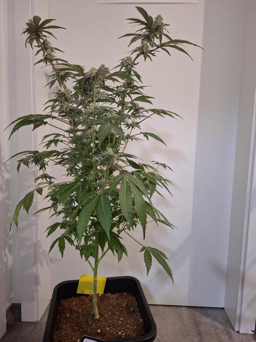 Bruce Banner (Dark Horse). Week 11