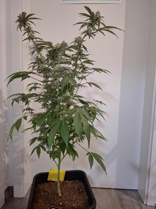 Bruce Banner (Dark Horse). Week 11