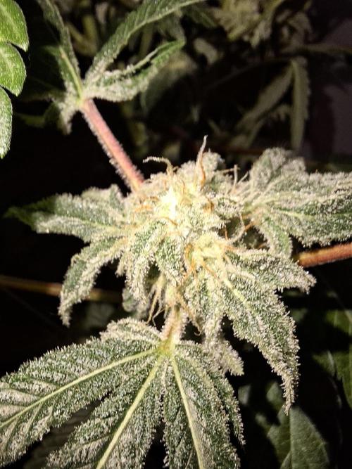 Bruce Banner (Dark Horse). Week 11