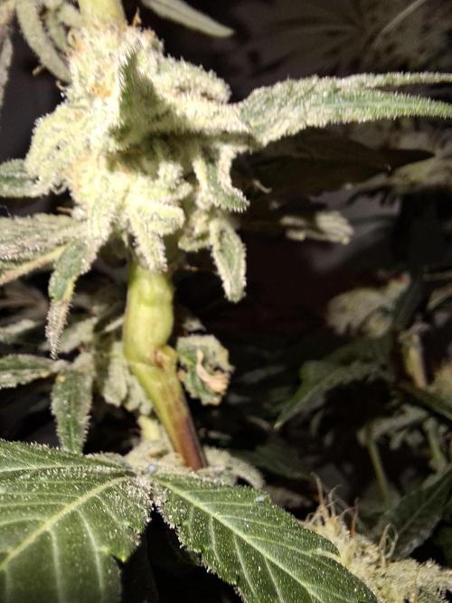 Bruce Banner (Dark Horse). Week 11