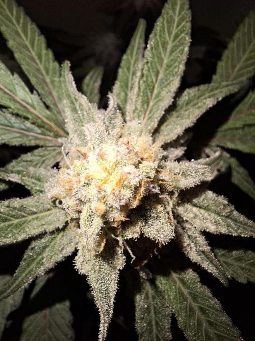 Bruce Banner (Dark Horse). Week 11