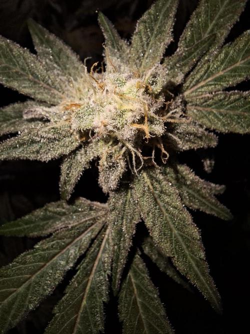 Bruce Banner (Dark Horse). Week 11