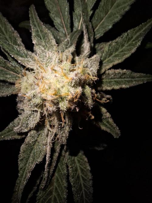 Bruce Banner (Dark Horse). Week 11