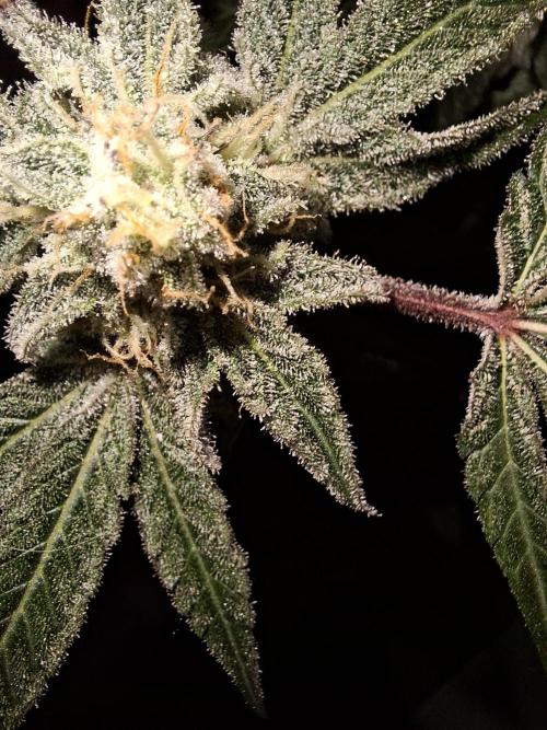 Bruce Banner (Dark Horse). Week 11