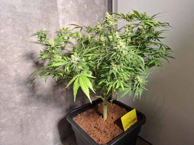 Think Fast - Dutch Passion - first try. Week 12