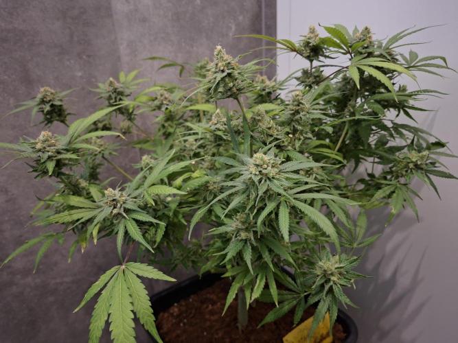 Think Fast - Dutch Passion - first try. Week 12