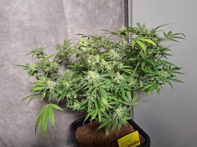 Think Fast - Dutch Passion - first try. Week 12