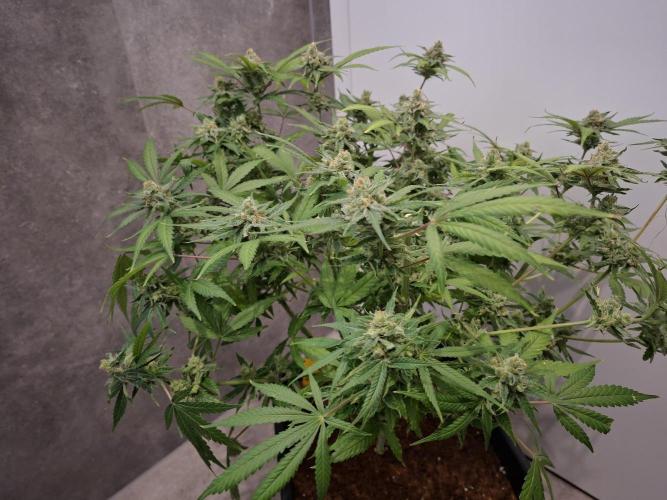 Think Fast - Dutch Passion - first try. Week 12