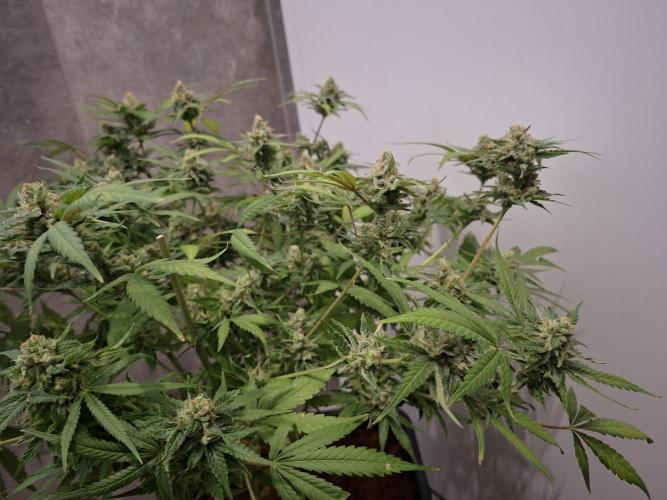 Think Fast - Dutch Passion - first try. Week 12