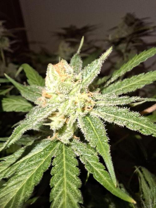 Think Fast - Dutch Passion - first try. Week 12