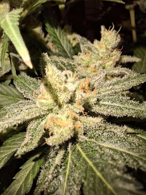 Think Fast - Dutch Passion - first try. Week 12