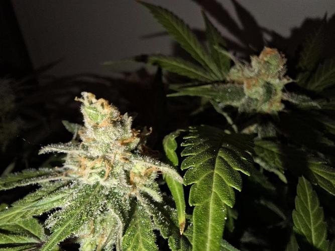 Think Fast - Dutch Passion - first try. Week 12