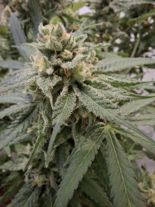 Think Fast - Dutch Passion - first try. Week 12