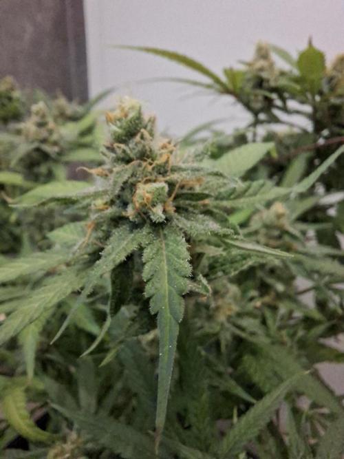 Think Fast - Dutch Passion - first try. Week 12