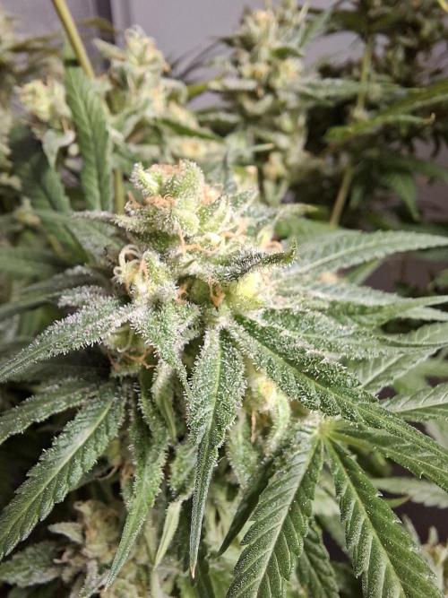 Think Fast - Dutch Passion - first try. Week 12