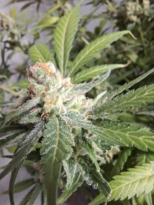 Think Fast - Dutch Passion - first try. Week 12