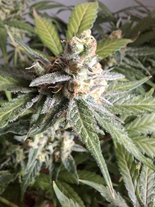 Think Fast - Dutch Passion - first try. Week 12