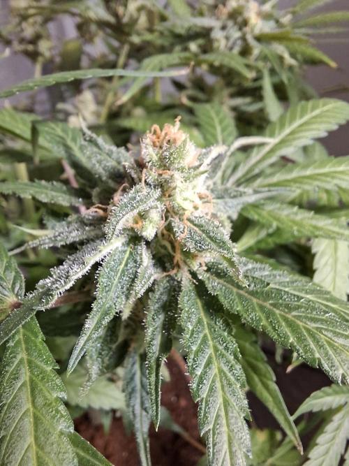 Think Fast - Dutch Passion - first try. Week 12