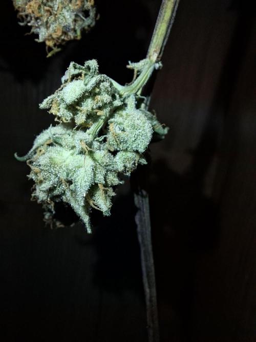 Think Fast - Dutch Passion - first try. Week 12